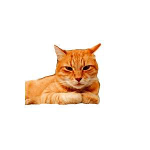 Related cat image: A Ginger Cat Sits On A Stone Wall, Looking Relaxed And Curious Under The Outdoor Scenery. 15954